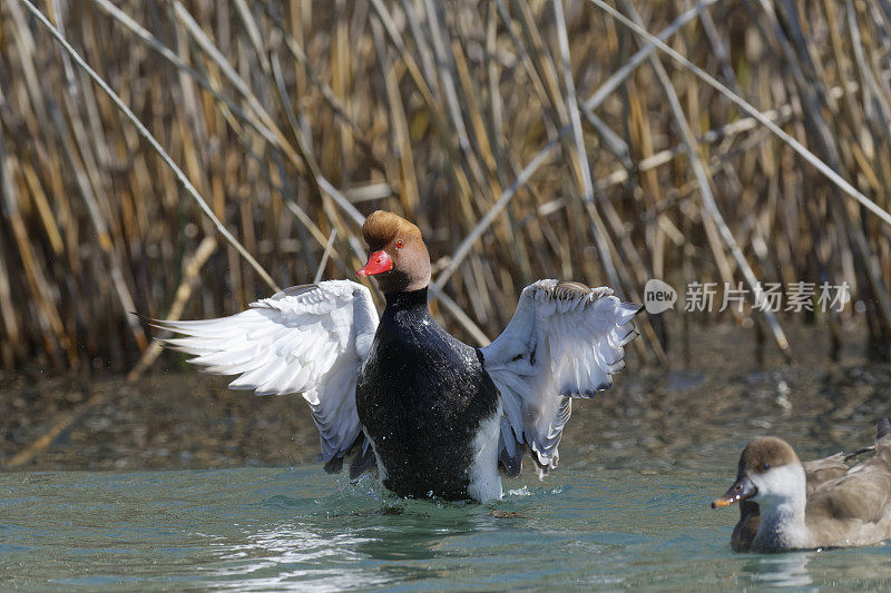 红冠潜鸭(Netta rufina)